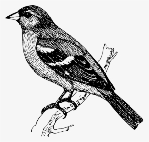 On A Branch At - Transparent Bird Sketch Png, Png Download, Transparent PNG