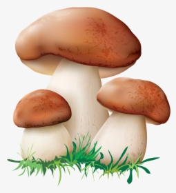 Hut Clipart Mushroom - Mushrooms Clipart, HD Png Download, Transparent PNG