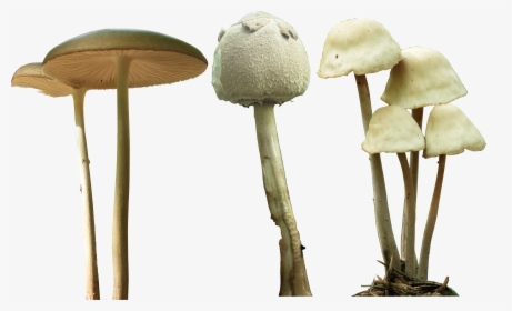 Magic Mushroom Png, Transparent Png, Transparent PNG