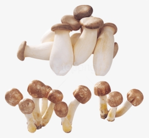 Free Png Download Alot Of Mushrooms Png Images Background - Mushroom, Transparent Png, Transparent PNG