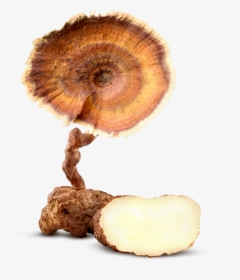 Tiger Milk Mushroom - Tiger Milk Mushroom Png, Transparent Png, Transparent PNG