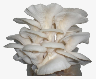 Oyster Mushroom, HD Png Download, Transparent PNG