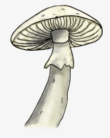Mushroom - Pleurotus Eryngii, HD Png Download, Transparent PNG