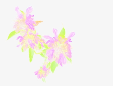 Lemon Beebalm Cutout - Rosa Glauca, HD Png Download, Transparent PNG