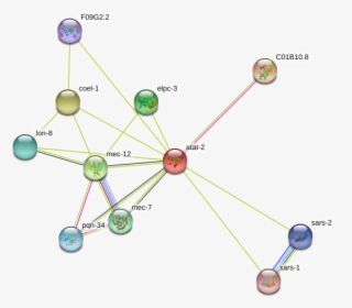 Atat-2 Protein - Circle, HD Png Download, Transparent PNG
