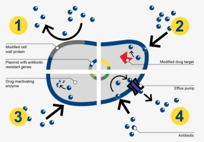 How Bacteria Resists Antibiotics - Mechanism Of Antibiotic Resistance Of Bacteria Step, HD Png Download, Transparent PNG