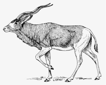 Addax Antelope - Addax Clip Art, HD Png Download, Transparent PNG