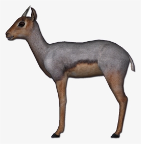 Beira Antelope Png , Png Download - Roe Deer, Transparent Png, Transparent PNG