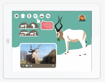 Reindeer, HD Png Download, Transparent PNG