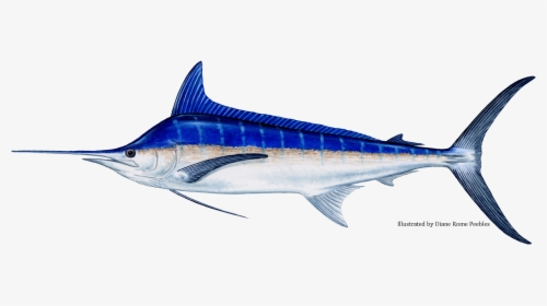 Blue Marlin Fish, HD Png Download, Transparent PNG