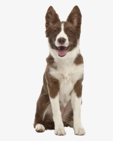 German Shepherd Dog Png Image File - Border Collie Cute Brown And White, Transparent Png, Transparent PNG