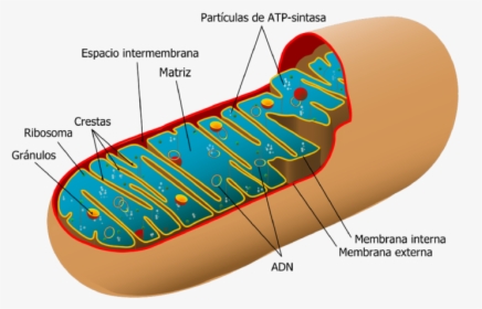 Mitochondria Structure, HD Png Download, Transparent PNG