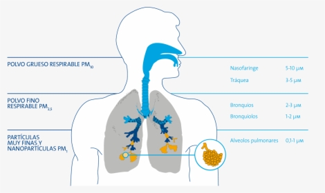 Particulate Matter Human Lungs, HD Png Download, Transparent PNG
