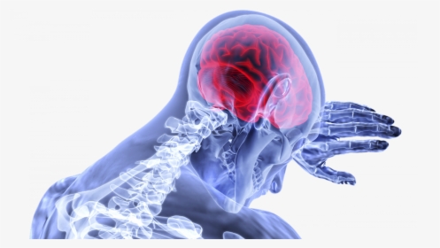 Graphic Showing Brain And Skeleton, HD Png Download, Transparent PNG