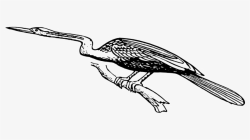 Snake Bird Clipart - Birds, HD Png Download, Transparent PNG