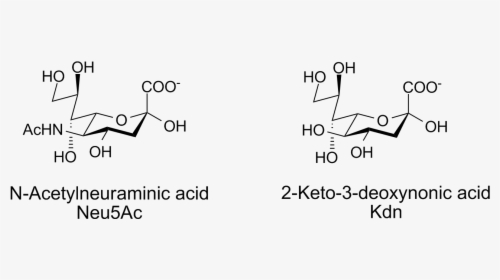File - Sialic Acids - 1 - Sialic Acid, HD Png Download, Transparent PNG