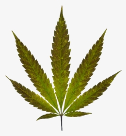 Marijuana Plant, HD Png Download, Transparent PNG