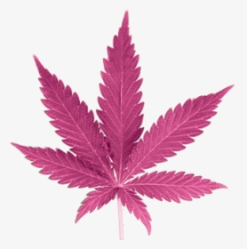 Transparent Background Cannabis Leaf Png, Png Download, Transparent PNG