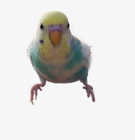 #parakeet, #budgie , #bird - Budgie, HD Png Download, Transparent PNG