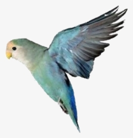 Lovebirds As Pets, HD Png Download, Transparent PNG