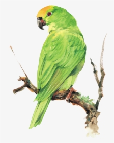 Budgie Drawing Perico - Perico Png, Transparent Png, Transparent PNG