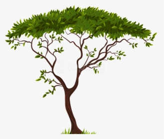 Free Png Download Exotic Tree Clipart Png Photo Png - Tree Clipart Transparent Background, Png Download, Transparent PNG