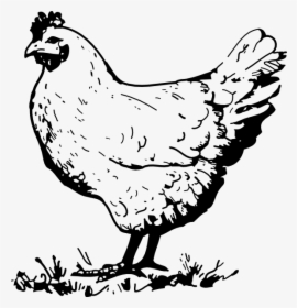 Hen Chicken Clip Art At Vector Clip Art Image - Black And White Chicken Clipart, HD Png Download, Transparent PNG
