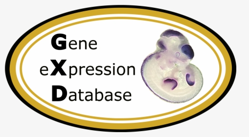 Gxd Logo - Mouse Embryo Section Anatomy, HD Png Download, Transparent PNG