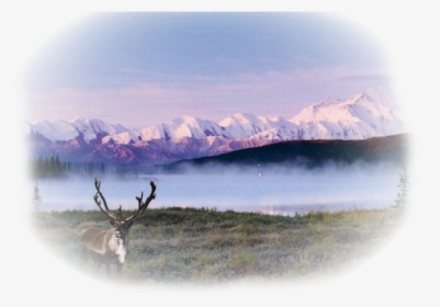 Caribou Background, HD Png Download, Transparent PNG