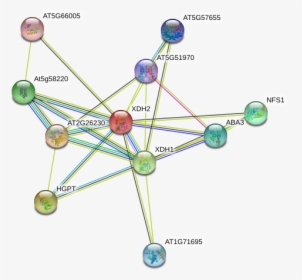 Xdh2 Protein - Circle, HD Png Download, Transparent PNG