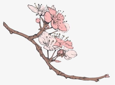 Cherry Blossom Vector, HD Png Download, Transparent PNG