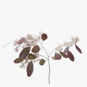 Eucaluyptus Populus Painted Red With Berries - Flores Tonos Grises Png, Transparent Png, Transparent PNG