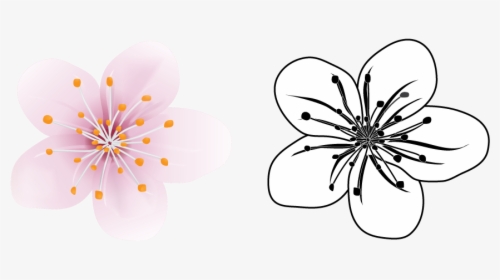 Cherry Blossom Vector Illustration - Windflower, HD Png Download, Transparent PNG