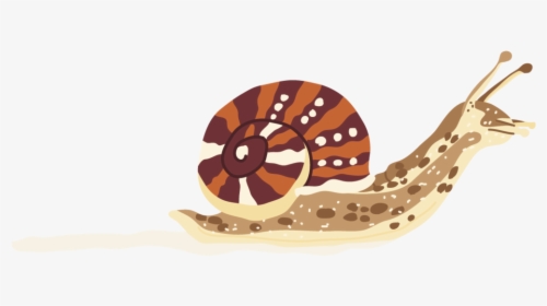 Snail - Chambered Nautilus, HD Png Download, Transparent PNG