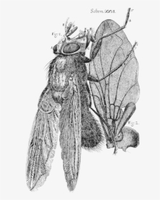 Robert Hooke Micrographia Fly, HD Png Download, Transparent PNG