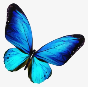 Transparent Background Blue Butterfly Png, Png Download, Transparent PNG