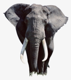 Thumb Image - High Resolution Elephant, HD Png Download, Transparent PNG