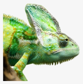 Chameleon Png, Transparent Png, Transparent PNG