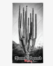 San Pedro Cactus, HD Png Download, Transparent PNG