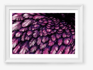 Image Of Pink / Blue Feathers - Picture Frame, HD Png Download, Transparent PNG