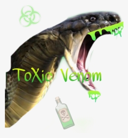 #formybrother - Common Garter Snake, HD Png Download, Transparent PNG