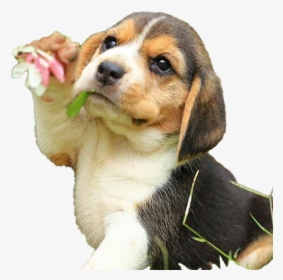 Beagle Dog Puppy Png Free Download - Daisy John Wick Dog, Transparent Png, Transparent PNG