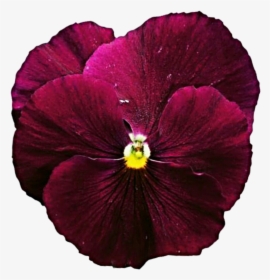 1024x1047, - Pansy, HD Png Download, Transparent PNG