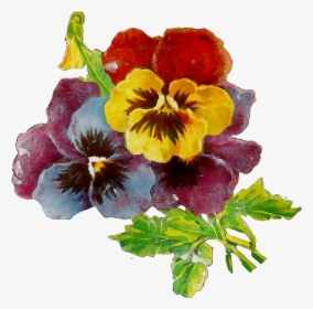 Transparent Pansy Clipart - Pansy, HD Png Download, Transparent PNG