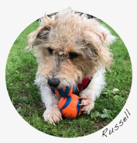 Russell, HD Png Download, Transparent PNG