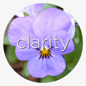 Clarity Pansy Flower Essence - Pansy, HD Png Download, Transparent PNG