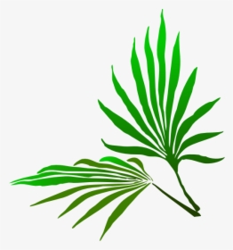 Palm Trees, HD Png Download, Transparent PNG