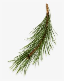 Pine Needles - - Shortstraw Pine, HD Png Download, Transparent PNG