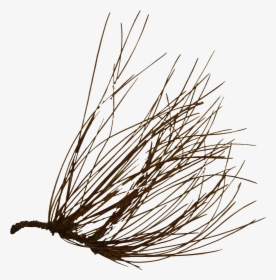 Close-up, HD Png Download, Transparent PNG