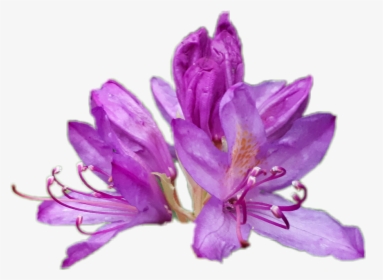 #rhododendron - Lily, HD Png Download, Transparent PNG